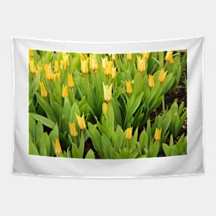 Yellow Tulips Tapestry