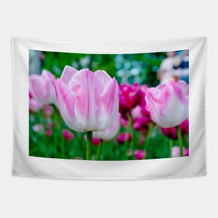 Pink tulips closeup Tapestry