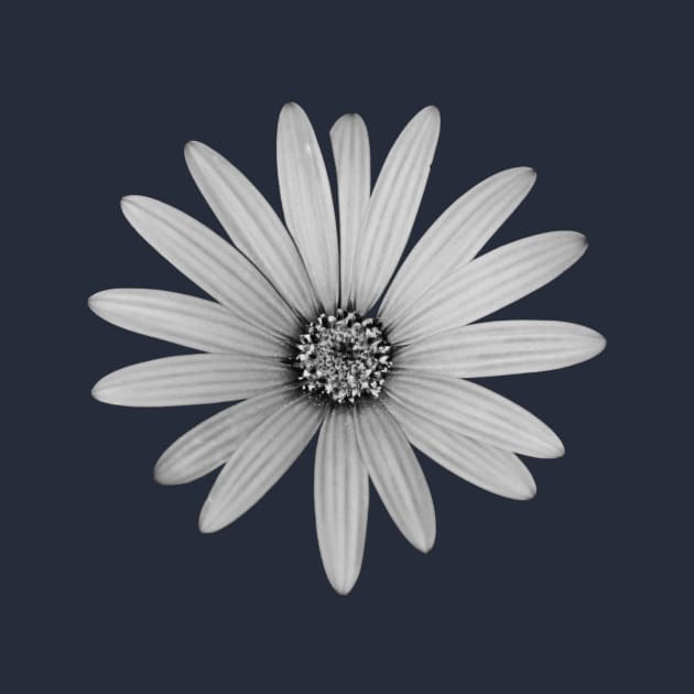African Daisy Flower Black and White by oknoki
