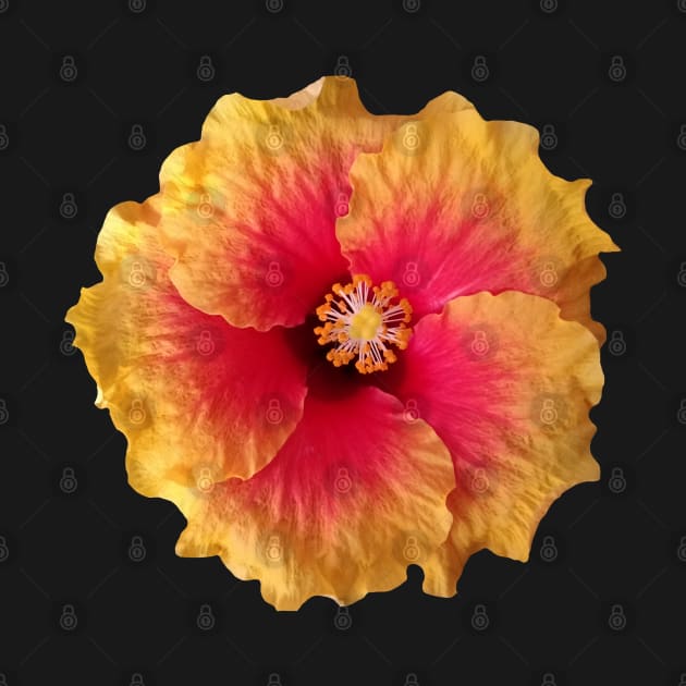 yellow red flower, hibiscus, flowers, blossom, by rh_naturestyles