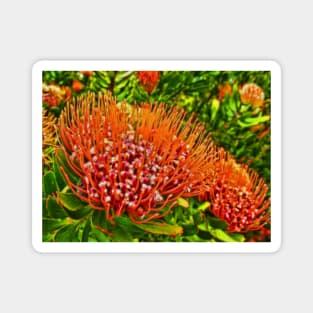 Protea at KIRSTENBOSCH, Cape Town, South Africa Magnet