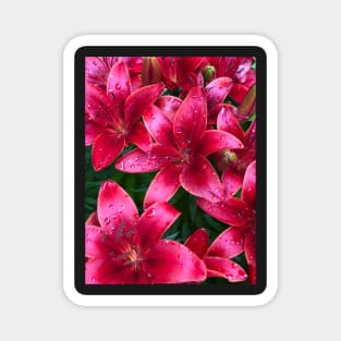 Raindrop Flowers Magnet