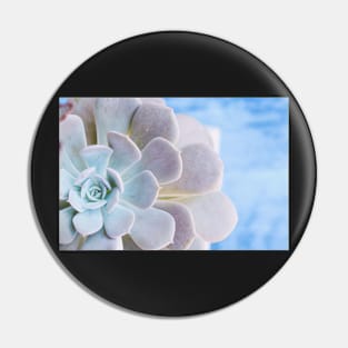 Echeveria Pin