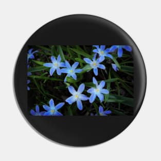 Scilla Flowers In The Morning Pin