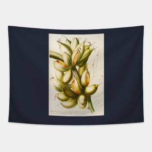 Banana - Musa fruit - Botanical Illustration Tapestry