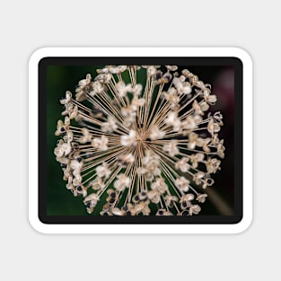 Allium Head Magnet