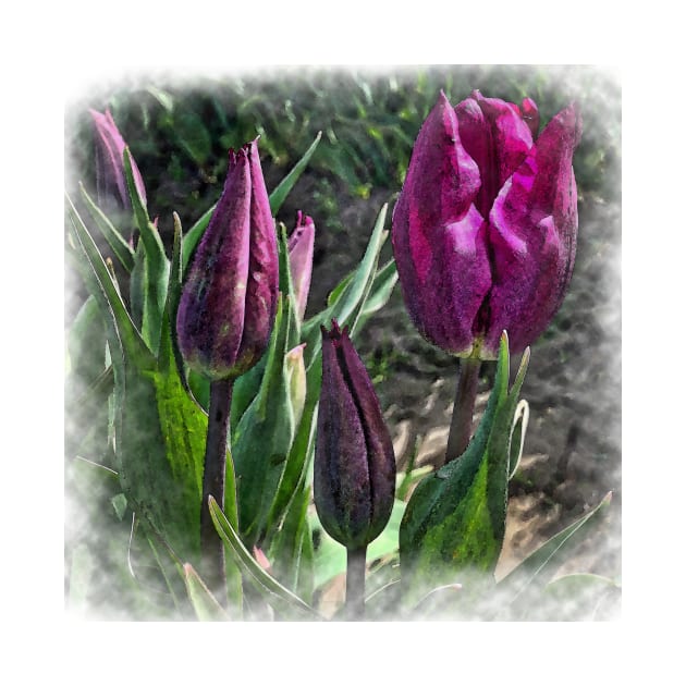 Dark Purple Tulips Opening by KirtTisdale