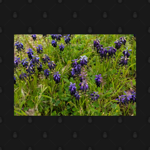 Muscari flowers on a green field by NxtArt