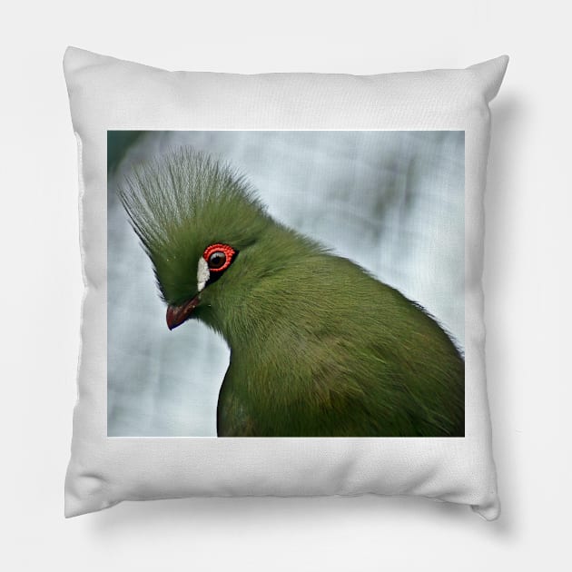 Turaco Pillow by pcfyi