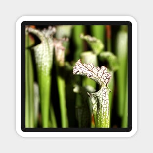 Pitcher Plants Magnet