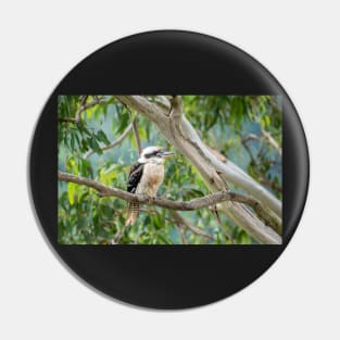 Kookaburra - In The Old Gum Tree Pin