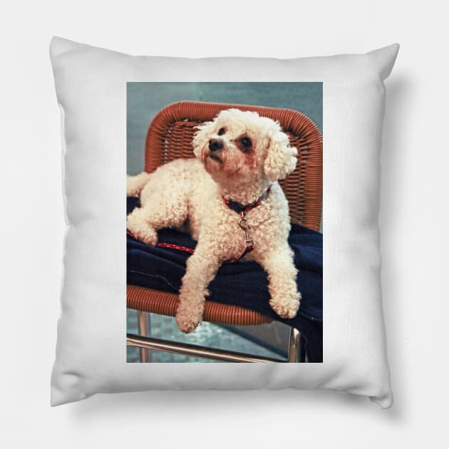 Little White Poodle Pillow by Furtographic