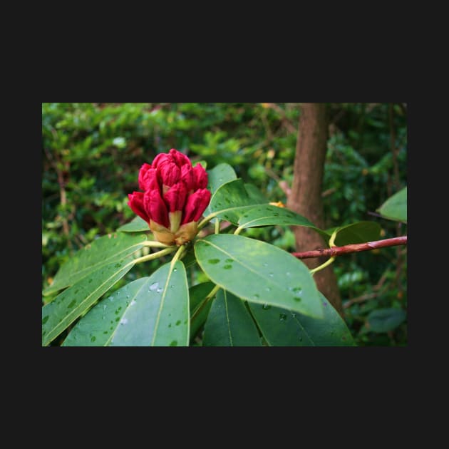 Rhododendron In Bud by RedHillDigital