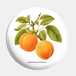 Botanical illustration of Apricot (Prunus armeniaca) Pin