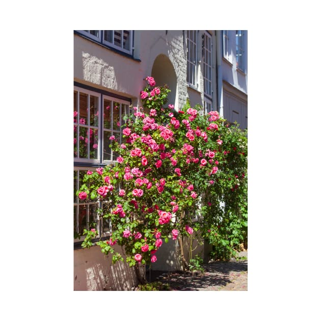 Roses, historical house facade, door, , old town, Lübeck, Schleswig-Holstein, Germany, Europe by Kruegerfoto