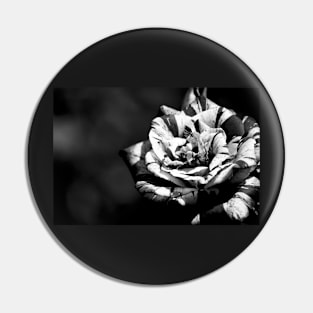 Different but beautiful, black and white rose flower photography Pin