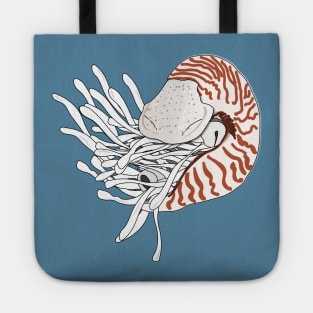 Nautilus nautile tentacles mollusc Tote