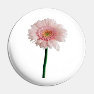 A Pink Carnation Flower Pin