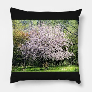 Apple Tree In Blossom Pillow