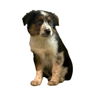 Australian Shepherd Puppy T-Shirt