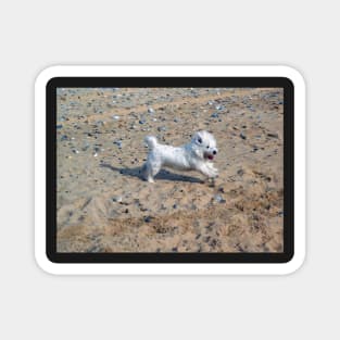 Beach dog Magnet