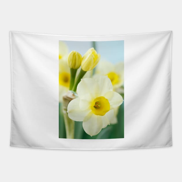 Narcissus  'Pacific Coast'  AGM    Division 8 Tazetta Daffodil Tapestry by chrisburrows