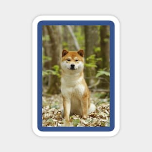 Shiba Inu Dog, Japanese Small Size Dog Magnet