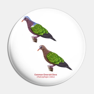 Asian Emerald Dove | Chalcophaps indica ⚥ Pin