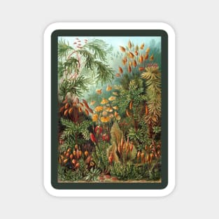 Tropical Moss Muscinae by Ernst Haeckel Magnet