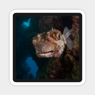 Porcupine puffer fish face off Magnet