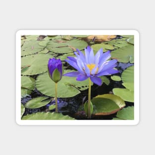 "Water Lillies" Magnet