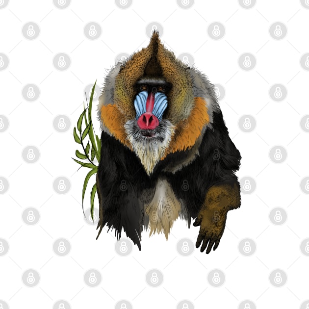 Mandrill by sibosssr