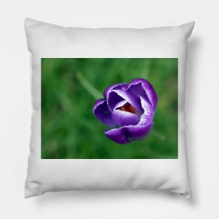 Single purple crocus Pillow