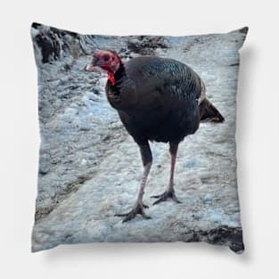 Curious Turkey Pillow