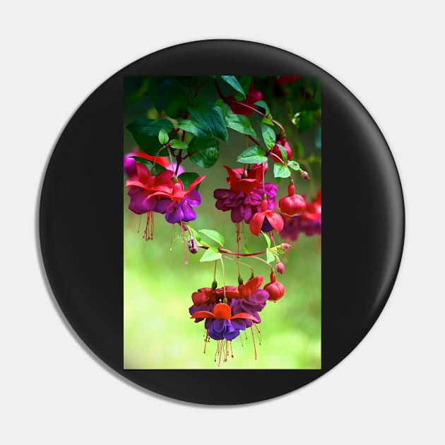 Fuchsia Pin by Colette22