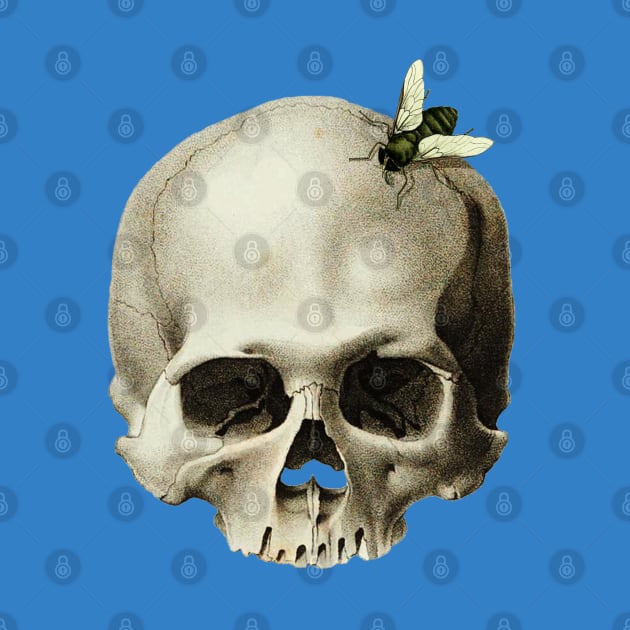 Skull with a fly around by Nosa rez