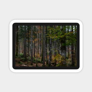 A motley collection of trees Magnet