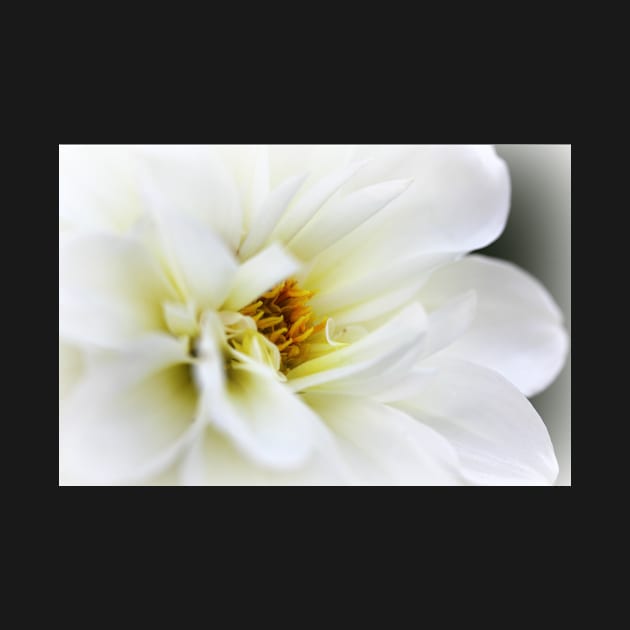 White Dahlia by gracethescene