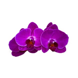 Fuchsia Phalaenopsis T-Shirt