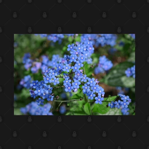 Forget-me-nots (Myosotis) by Ludwig Wagner