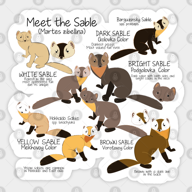 Meet the sable marten - Sable - Sticker | TeePublic Meet the sable marten - Sable - Sticker | TeePublic