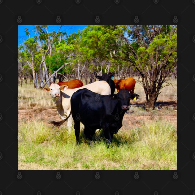 Cattle in the Outback! by Mickangelhere1