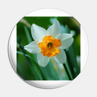 White And Yellow Narcissus Flower Pin