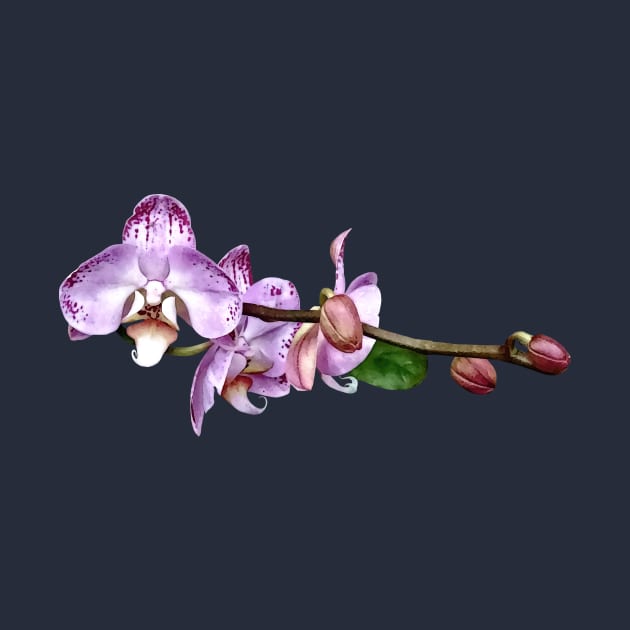 Pale Magenta Phalaenopsis by SusanSavad