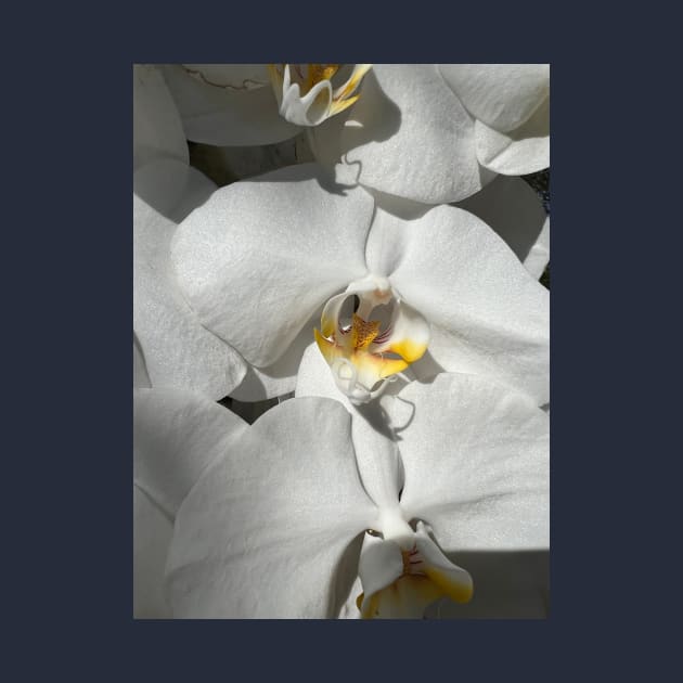 White Orchid Yellow Center by KarenZukArt