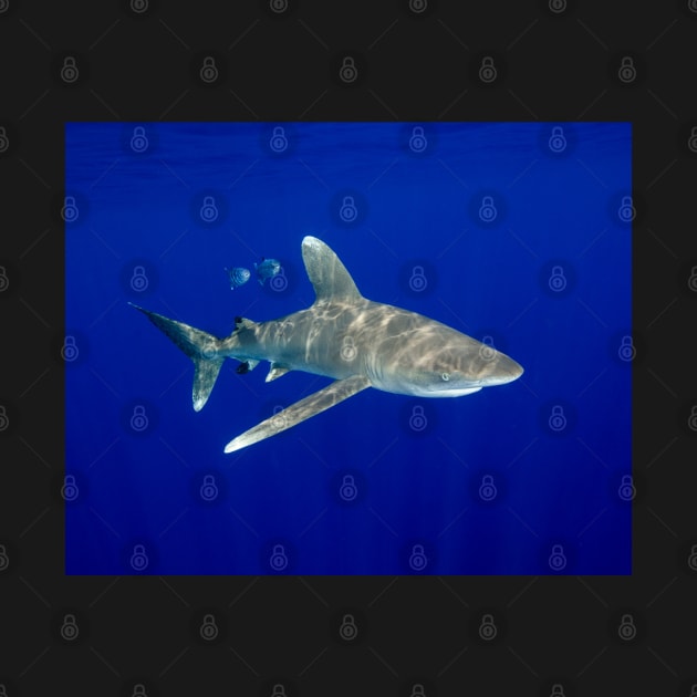 An Oceanic White Tip Shark Cruising in the Deep Blue by jbbarnes