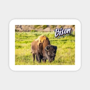 Bison at Yellowstone Magnet