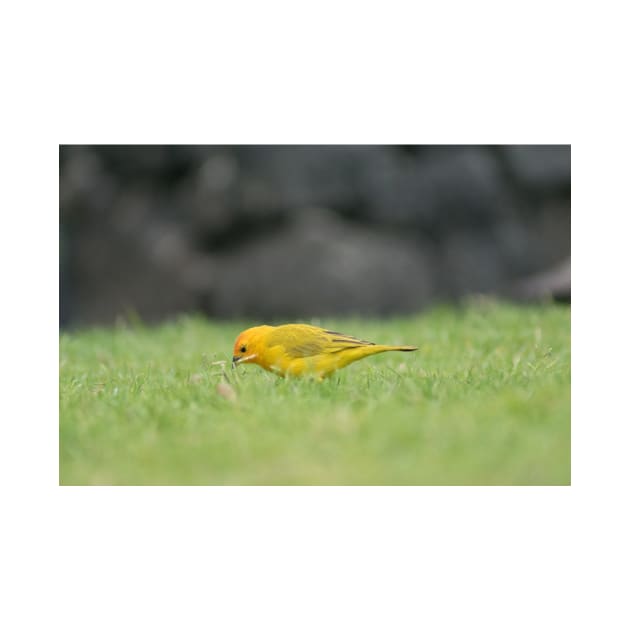 Saffron Finch by KensLensDesigns