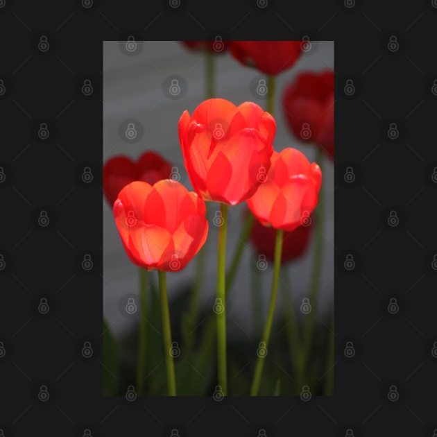 Flowerpower tulip by OVP Art&Design