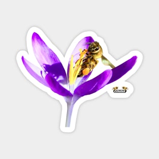 Honey bee / Swiss Artwork Photography Magnet